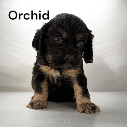 puppy, for, sale, Cocker Spaniel, Joe & Cherri  Overlease, dog, breeder, Miller, MO, dog-breeder, puppy-for-sale, forsale, nearby, find, puppyfind, locator, puppylocator, aca